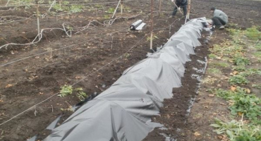 Jak připravit hrozny na zimu, správné metody úkrytu a izolace